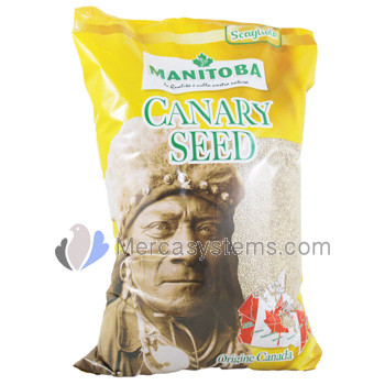 Manitoba Canary Seed 5kg, (pure canary seed from Canada)