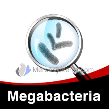 Treatment Scheme against Megabacteria in Birds